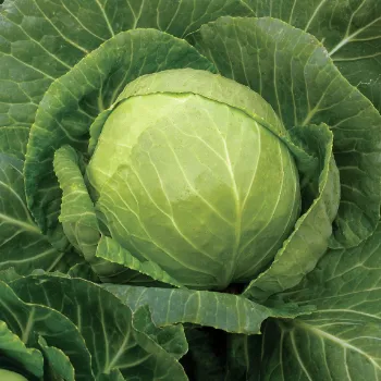 Cabbage (10)-3206667-42298.webp